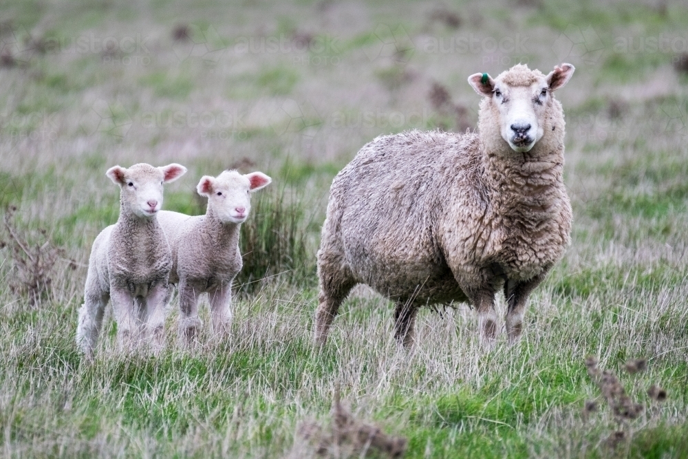 Lambs In Paddock Image of Twin lambs and mother sheep in paddock - Austockphoto