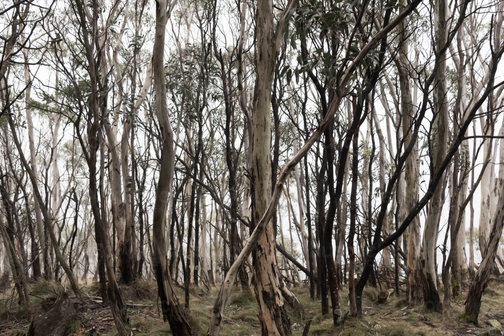 twisted and charred eucalypt forest landscape - Australian Stock Image