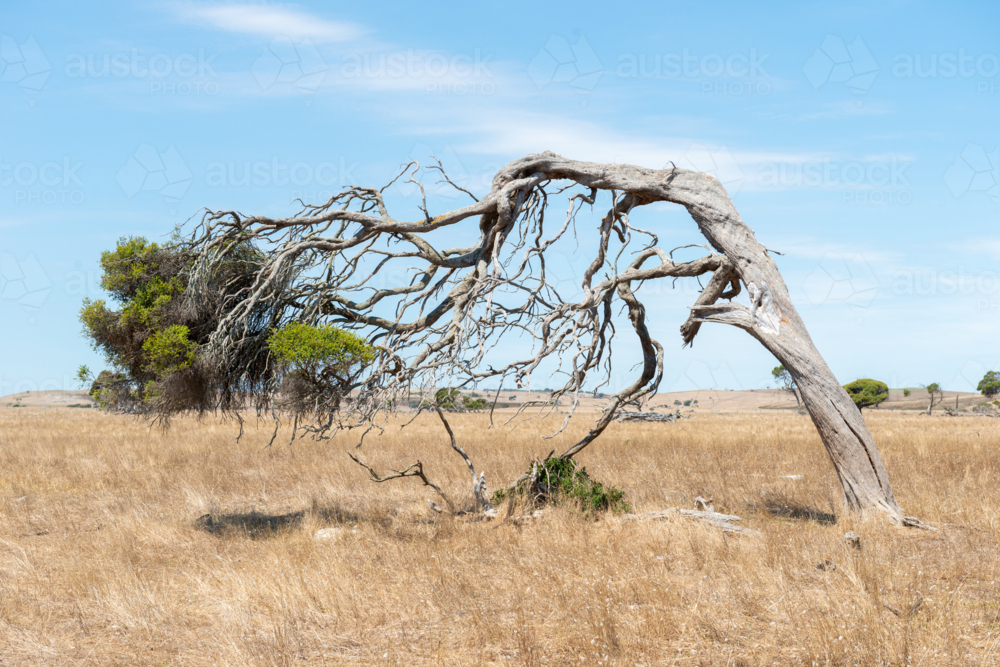 Twisted, wind-swept tree standing alone in a dry, golden paddock under a clear sky - Australian Stock Image