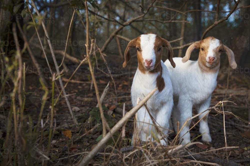 Two adorable, cute brown and white baby goats in forest - Australian Stock Image