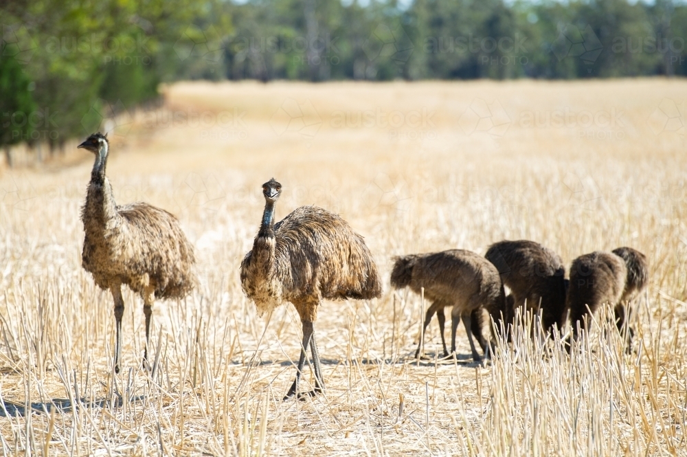 Two adult emus with chicks - Australian Stock Image