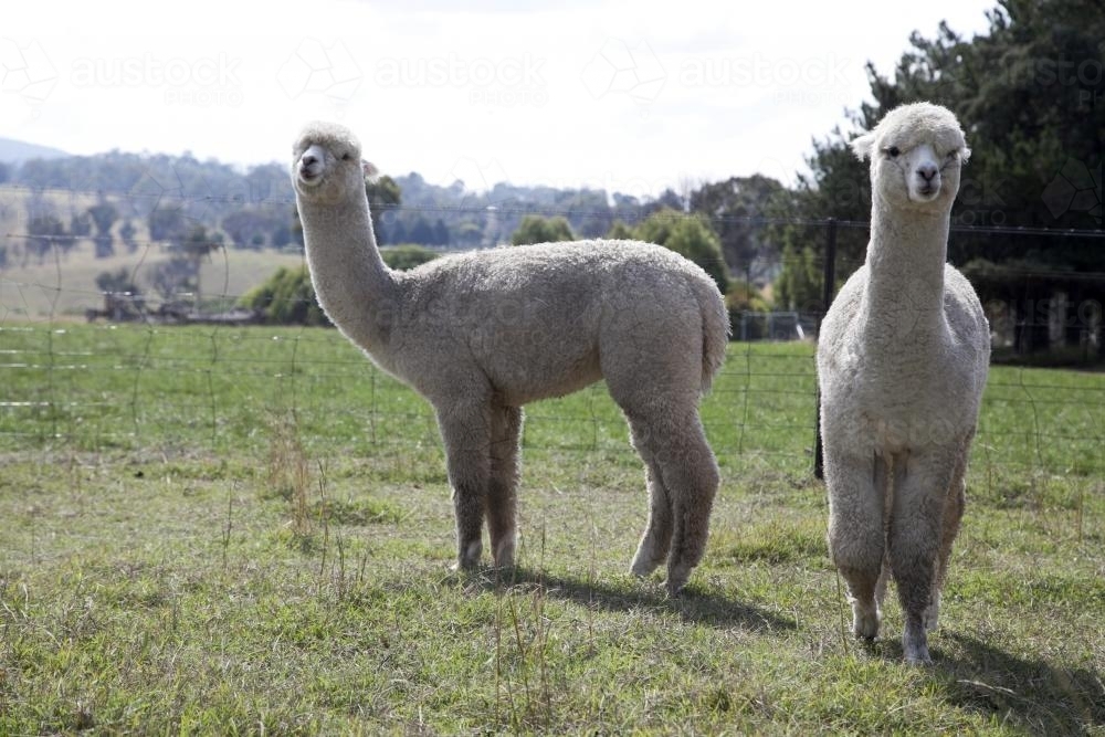 Two alpacas on a rural property - Australian Stock Image