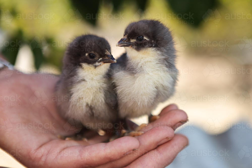 Two baby chicks being held in hand - Australian Stock Image