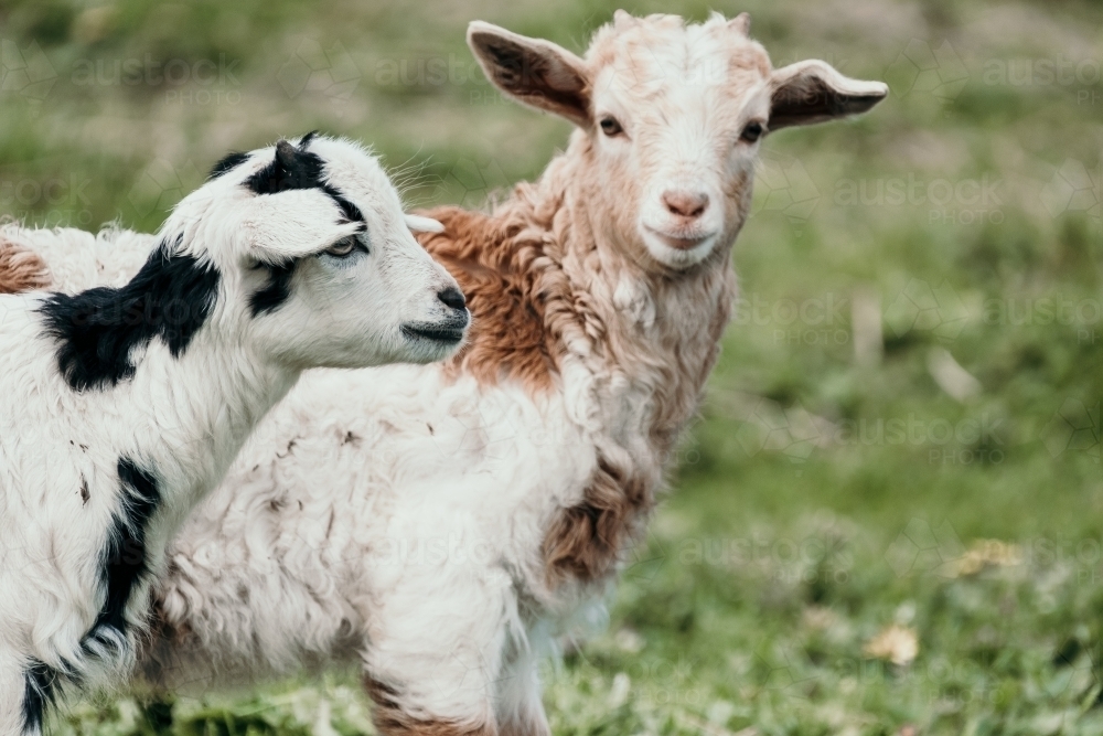 Two baby goats in a paddock. - Australian Stock Image