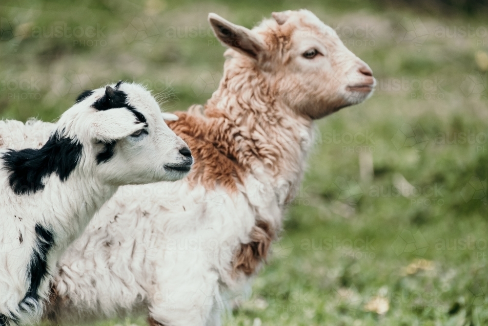 Two baby goats in the paddock. - Australian Stock Image