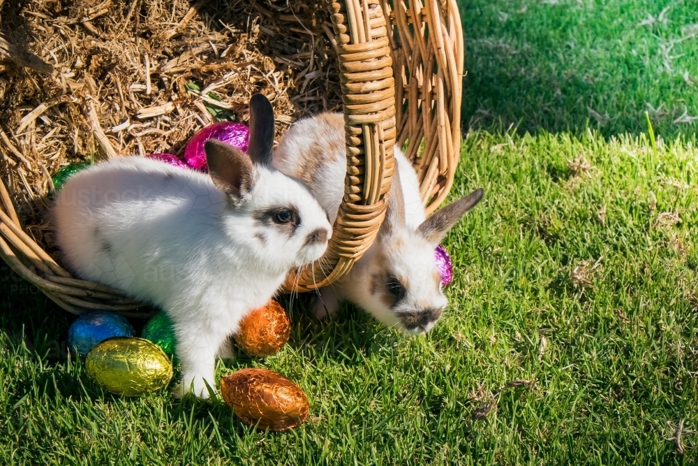 Two baby rabbits at Easter time - Australian Stock Image