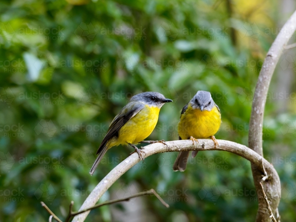 Two beautiful Eastern Yellow Robins sitting on a branch with blurred green foliage in the background - Australian Stock Image