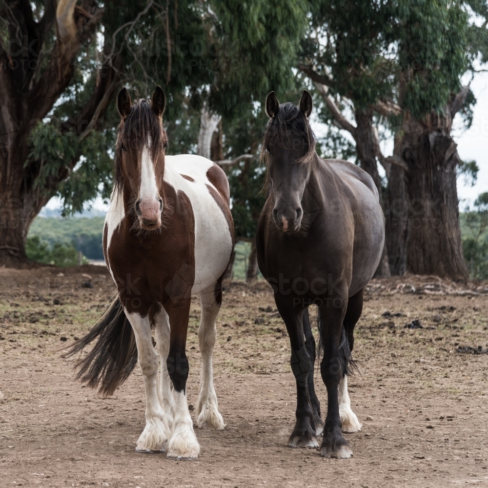 two beautiful horses standing together facing the camera - Australian Stock Image