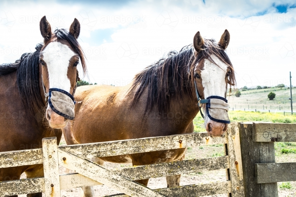 Two beautiful work horses watching from their paddock - Australian Stock Image
