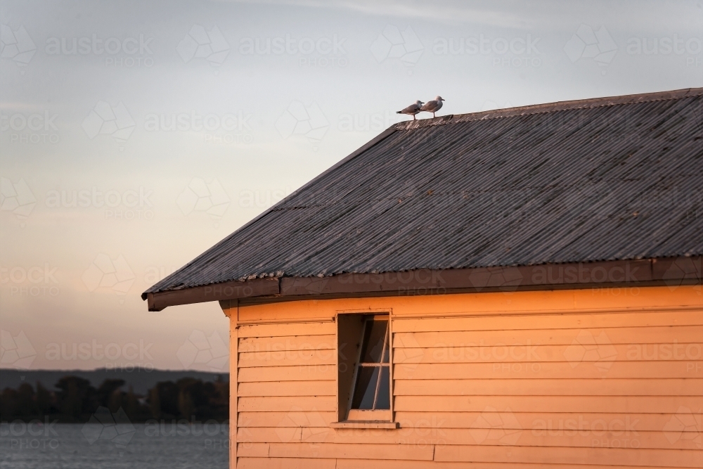 Two birds sitting on roof of boatshed - Australian Stock Image