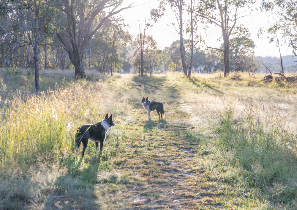 Two black and white dogs on a bush pathway in the early morning - Australian Stock Image