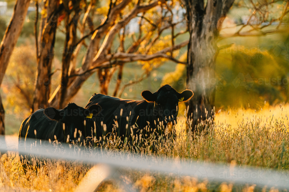 Two black cows standing peacefully in a field of tall sunlit grass - Australian Stock Image