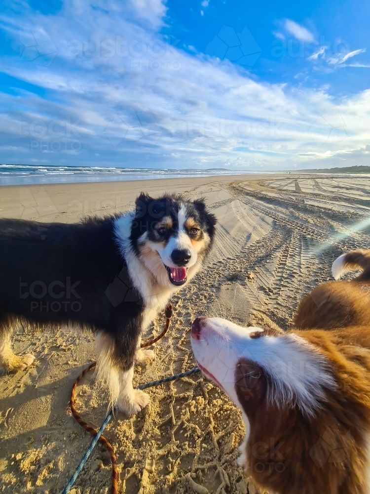 Two Border Collie breed dogs on an afternoon beach walk - Australian Stock Image