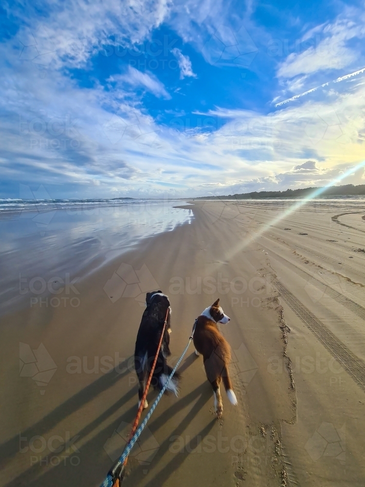 Two Border Collie breed dogs on an afternoon beach walk - Australian Stock Image