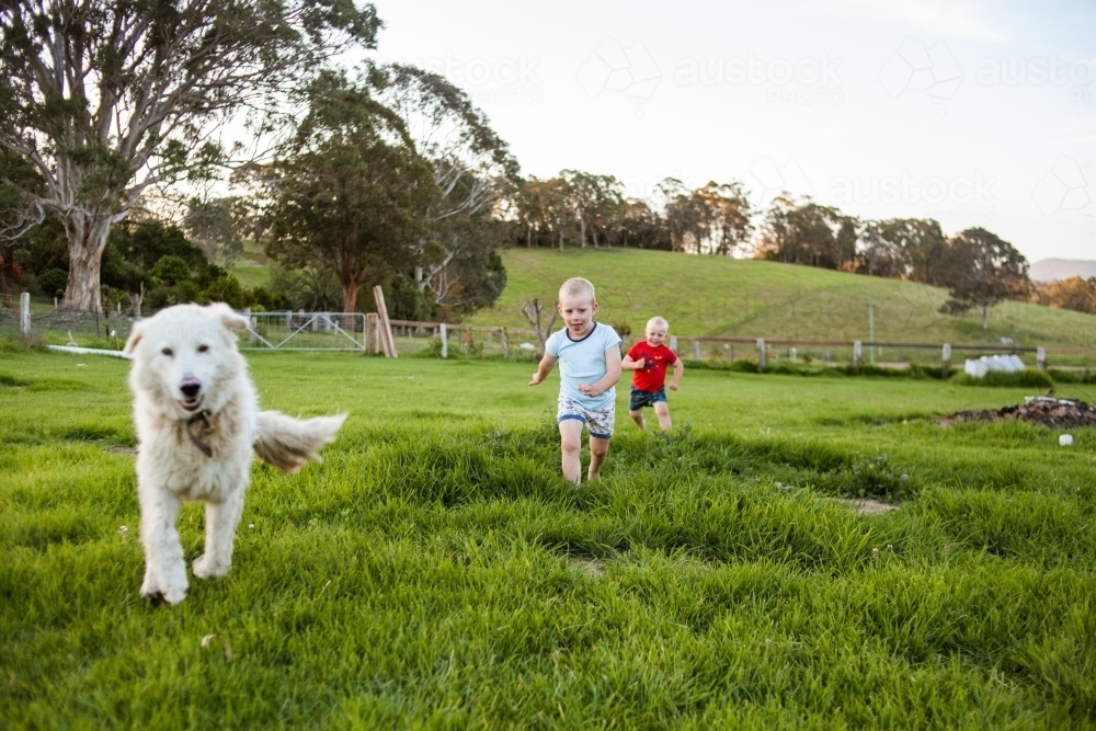 Two boys run through vibrant green field with pet Maremma Sheepdog. - Australian Stock Image