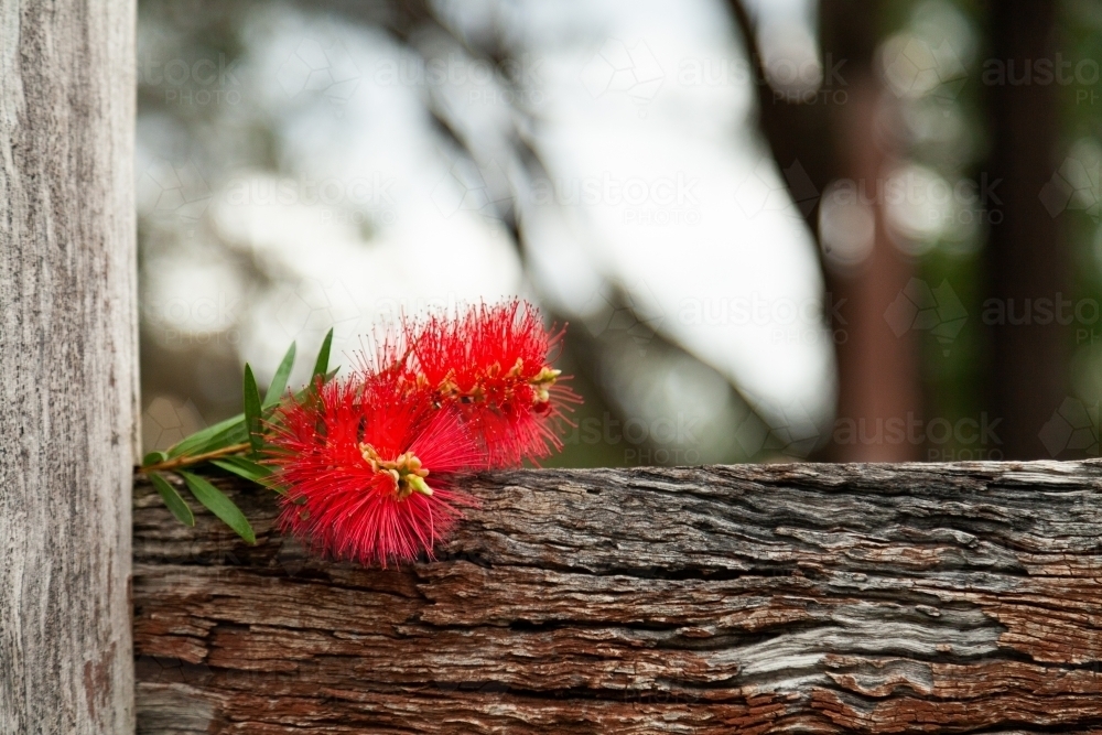 Two bright red bottlebrush flowers on old rustic wooden fence - Australian Stock Image