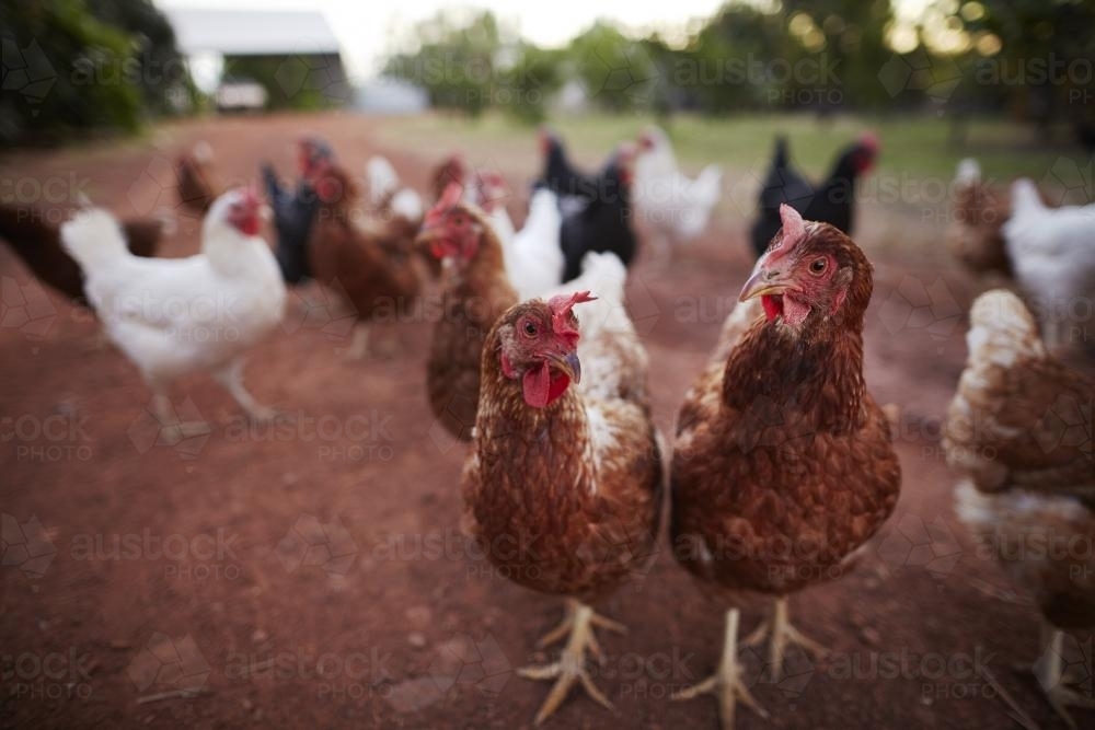 Two brown chickens with attitude stand out from the flock. - Australian Stock Image
