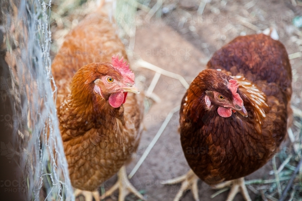 Two brown hens standing together - Australian Stock Image