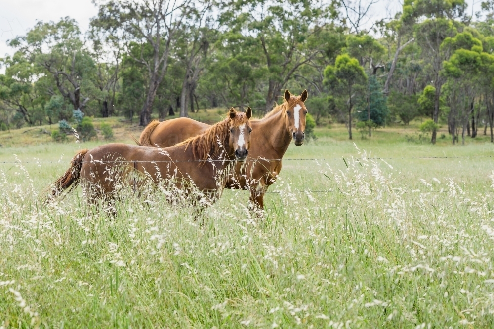 Two brown horses in long grass, looking over a fence - Australian Stock Image