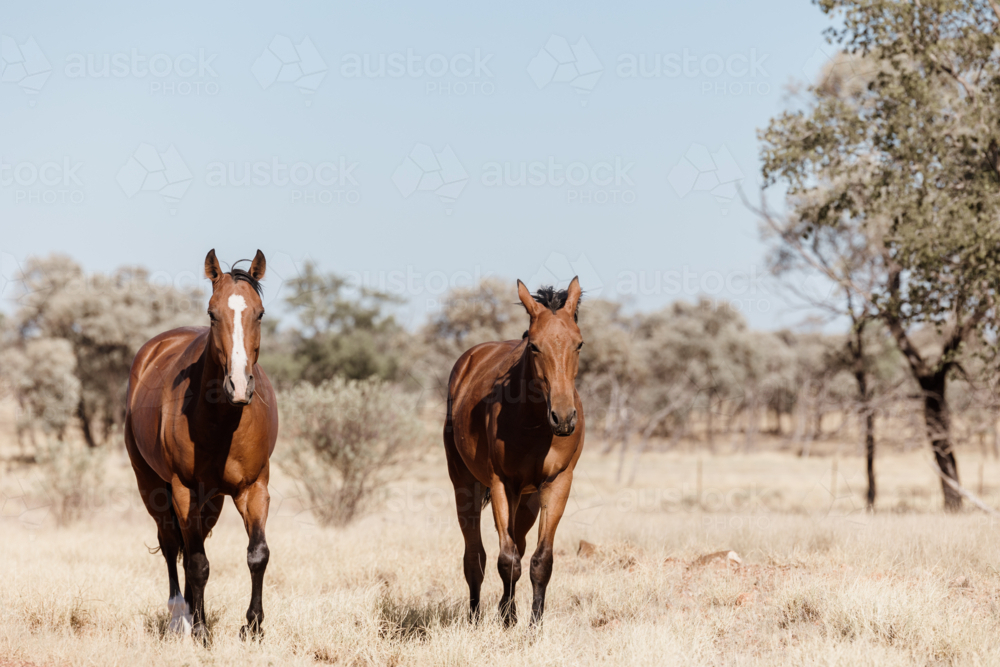 Two brown horses walking in a dry grassland - Australian Stock Image