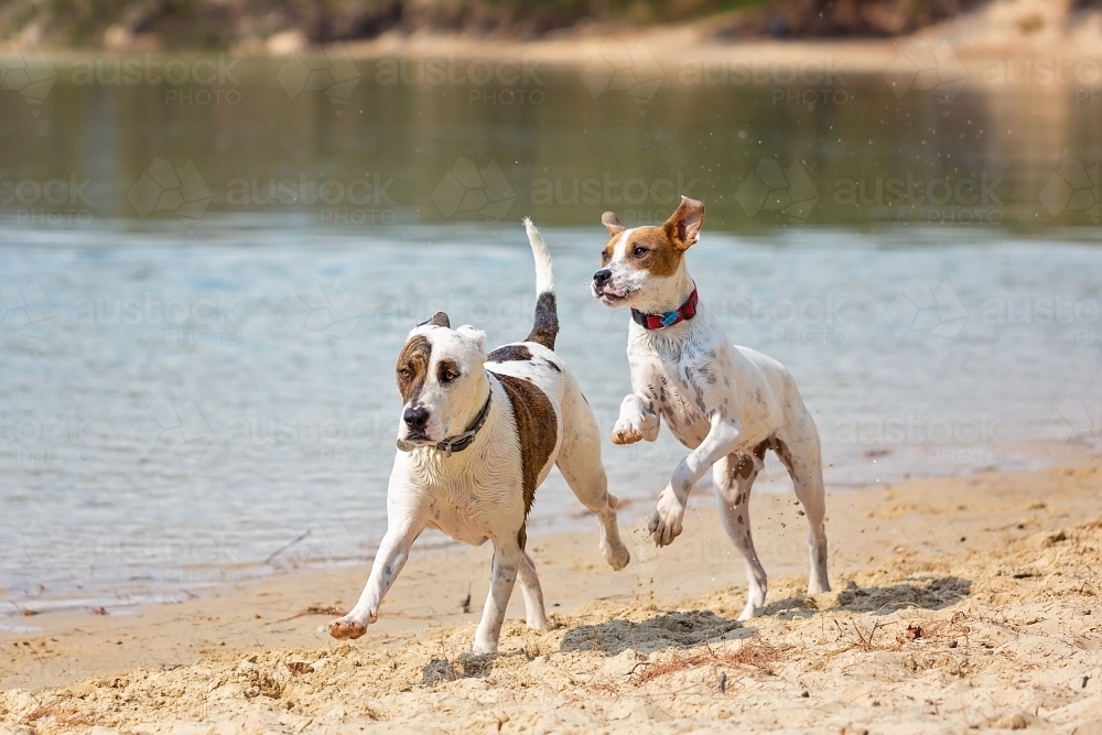 Two Bull Arabs playing on the beach - Australian Stock Image