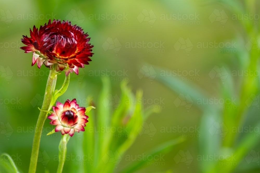 Two burgundy white everlasting daisy wildflowers. - Australian Stock Image