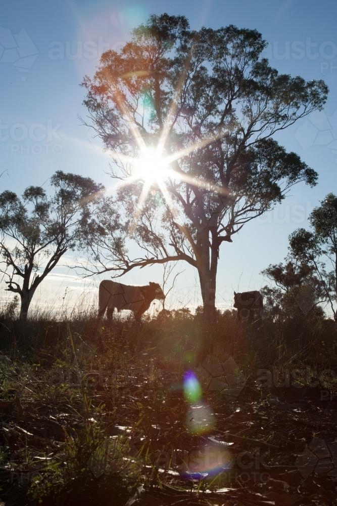 Two calves and tree in paddock silhouetted against rising sun rays - Australian Stock Image