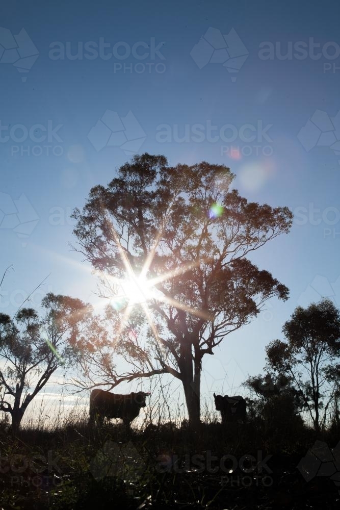 Two calves and tree in paddock silhouetted against rising sun rays - Australian Stock Image