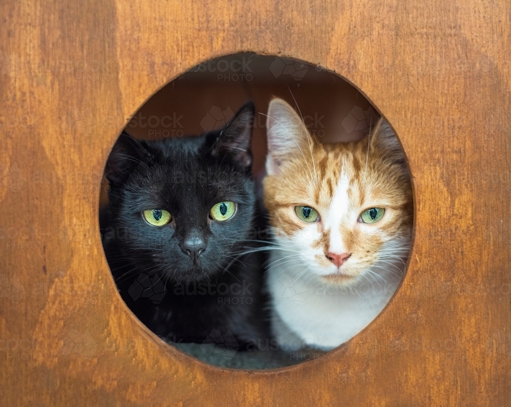 Two cats in a cat box looking out. - Australian Stock Image