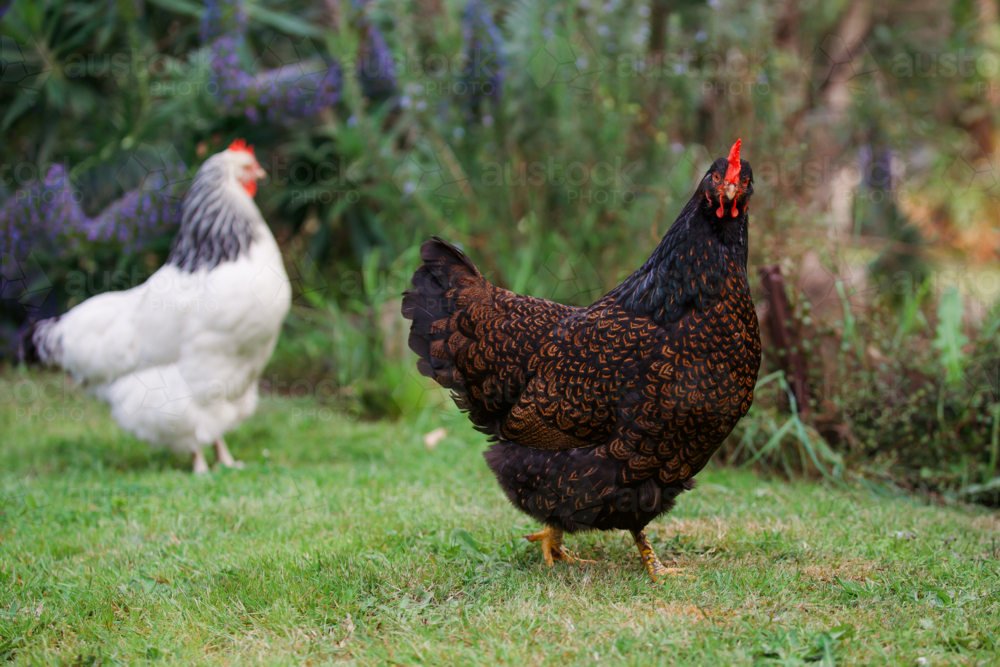 Two chickens fossicking in the garden - Australian Stock Image
