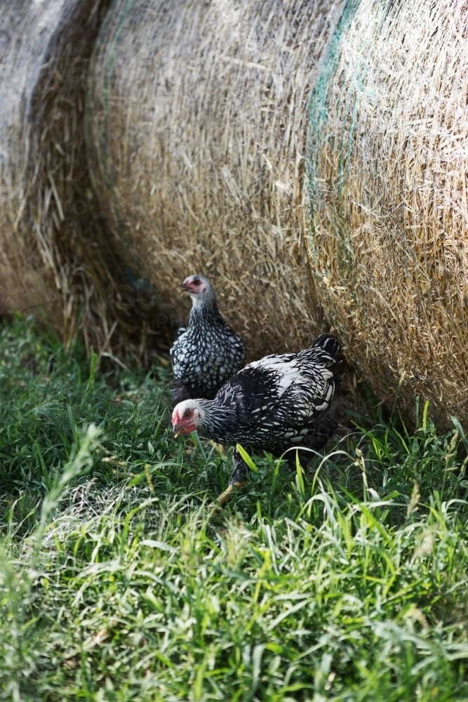 Two chickens roaming free in grassy paddock - Australian Stock Image