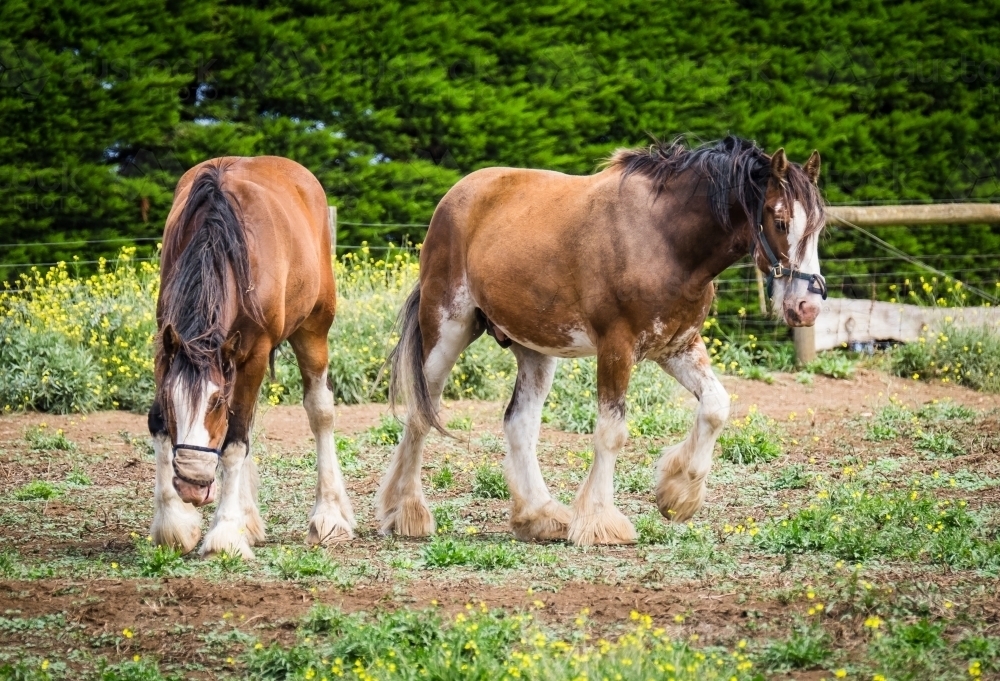 Two clydesdale horses wearing halters in their paddock - Australian Stock Image