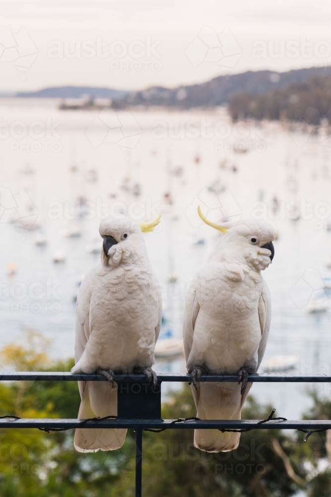 two cockatoos - Australian Stock Image