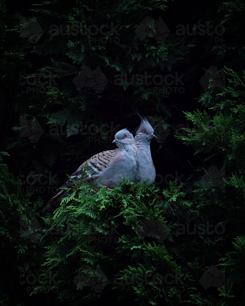 Two Common Australian Crested Pigeons in a Tree - Australian Stock Image