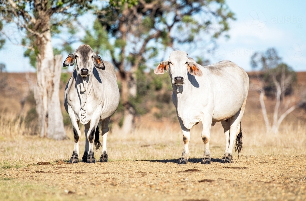 Two cows in the paddock on a sunny day - Australian Stock Image