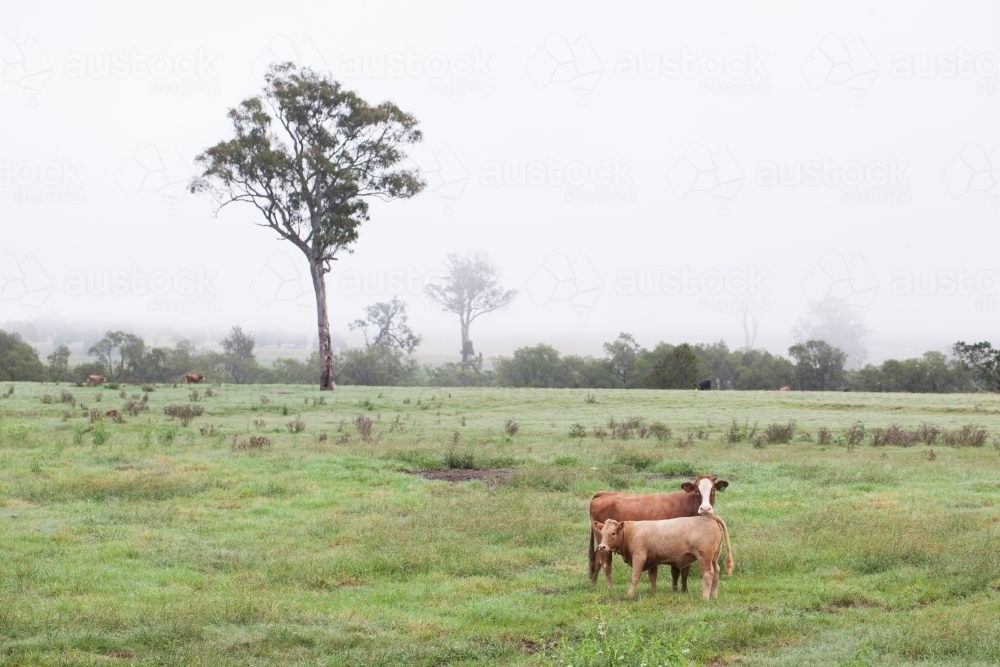 Two cows standing in a paddock - Australian Stock Image