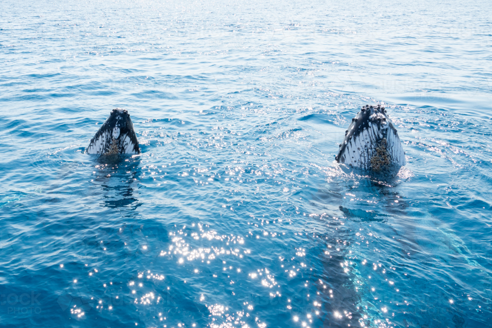 Two curious Whales - Australian Stock Image