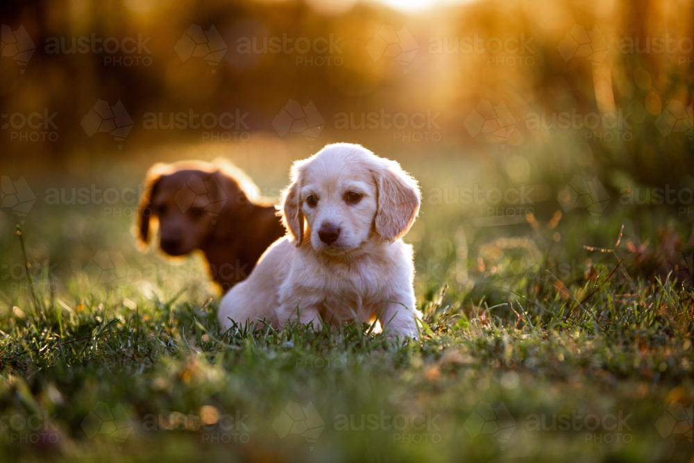 Two dachshund puppies sitting on the grass field - Australian Stock Image