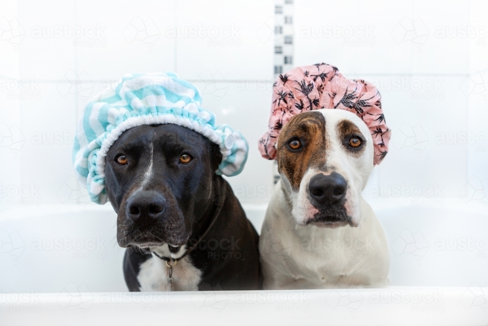Two dogs in a bathtub with showercaps - Australian Stock Image
