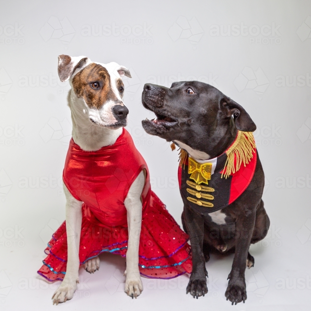 two dogs in fancy dress costumes - Australian Stock Image