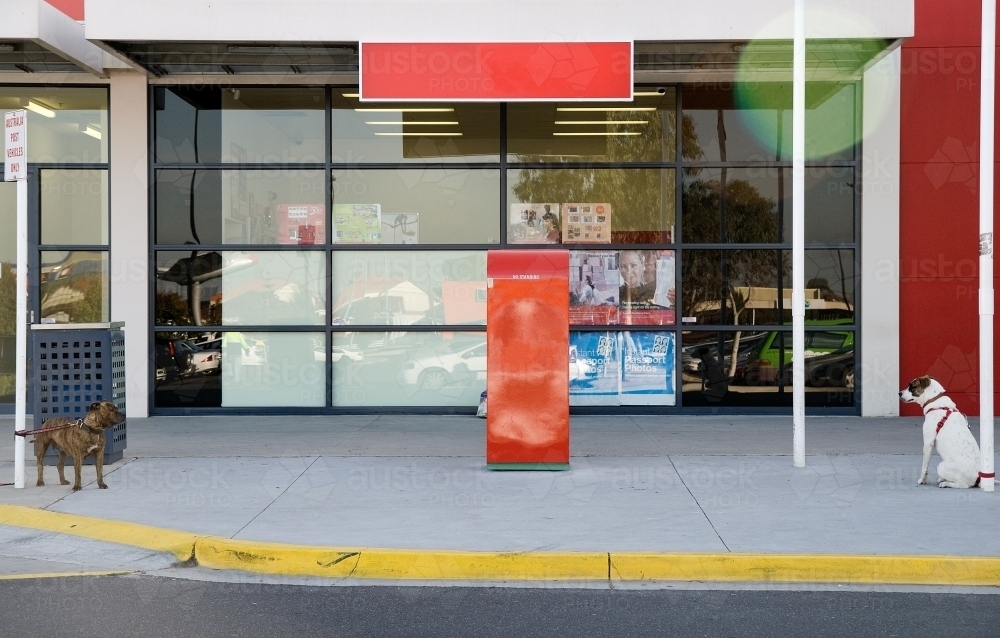 Two dogs observe each other while tied to poles - Australian Stock Image