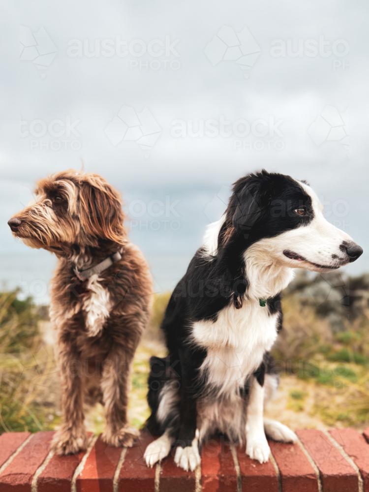 Two dogs on coastal brick wall with ocean in background - Australian Stock Image