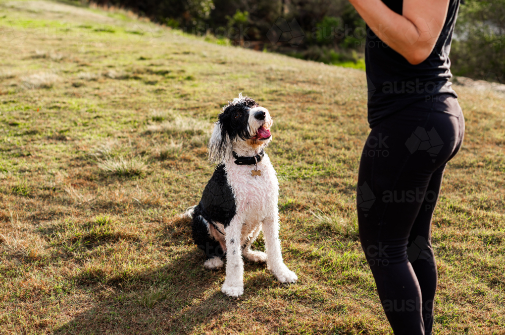 Two dogs, one black and white, the other small and white, interact with their owner on a sunny day - Australian Stock Image