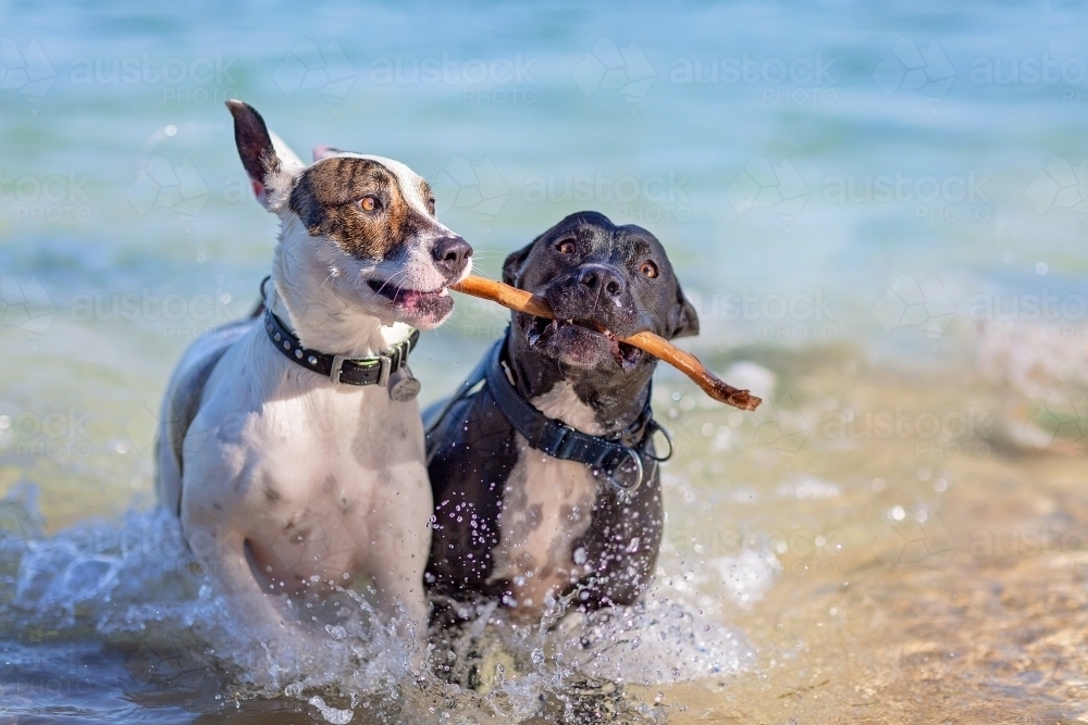Two dogs, one stick - Australian Stock Image