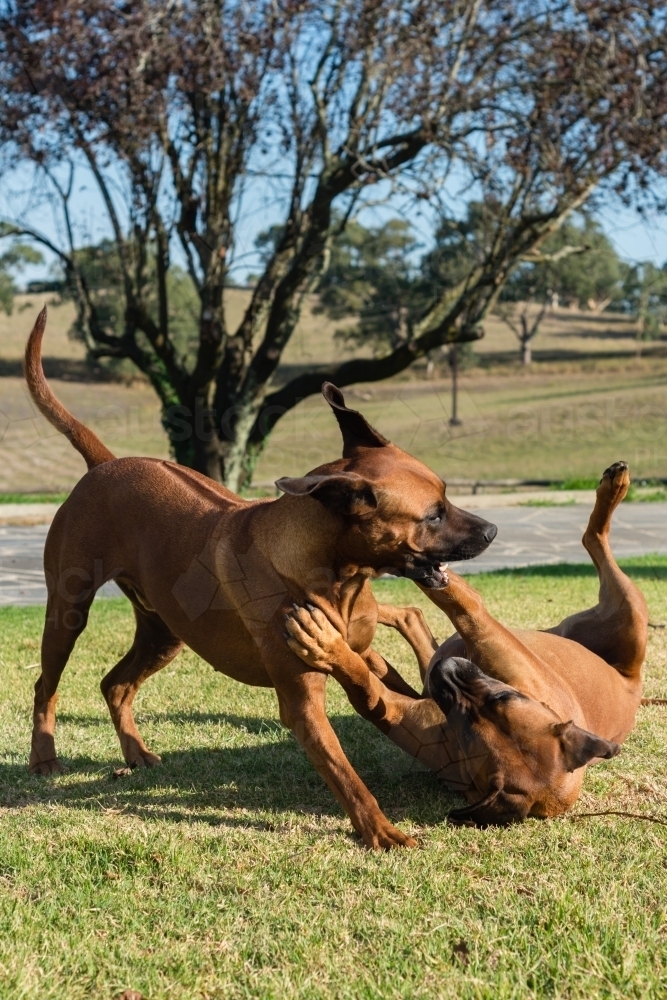 two dogs play fighting on the lawn - Australian Stock Image