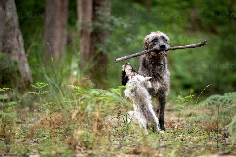 Two dogs playfully sharing a large stick in the forest - Australian Stock Image