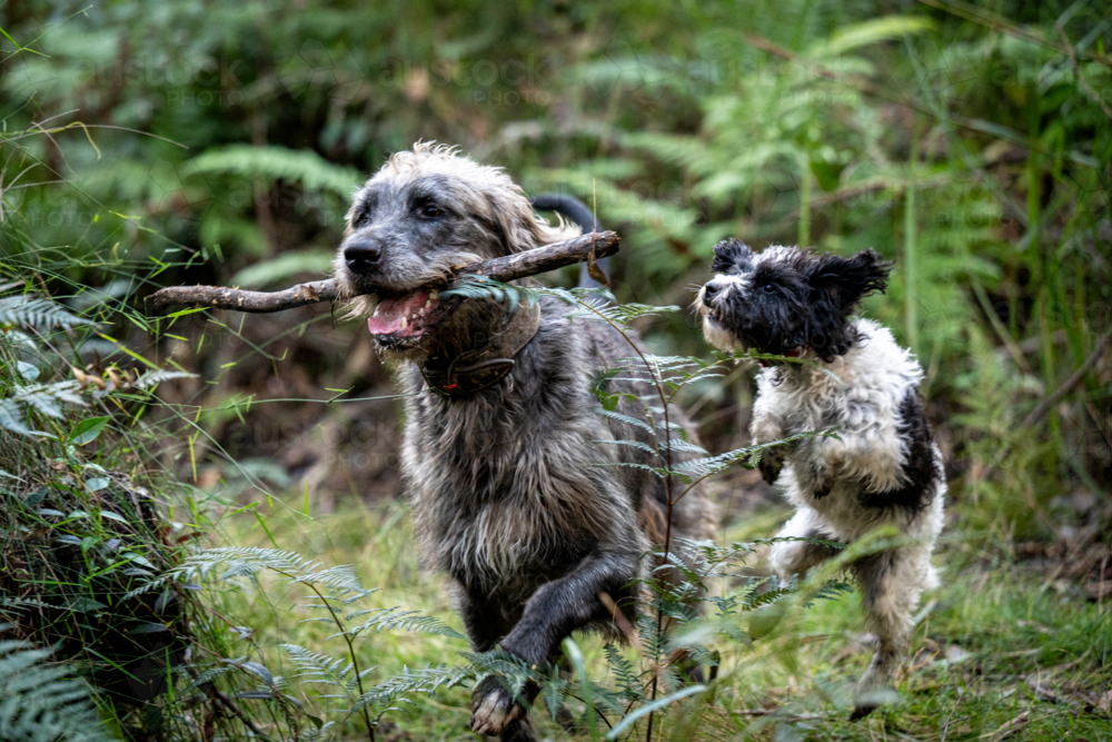Two dogs playing in the forest, one carrying a stick while the other jumps alongside - Australian Stock Image
