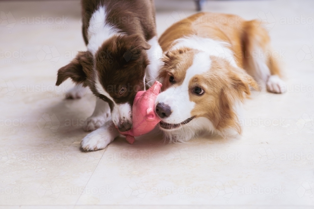 Image of two dogs playing with dog toy Austockphoto