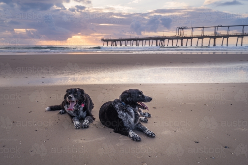 Two dogs resting on beach at sunrise - Australian Stock Image