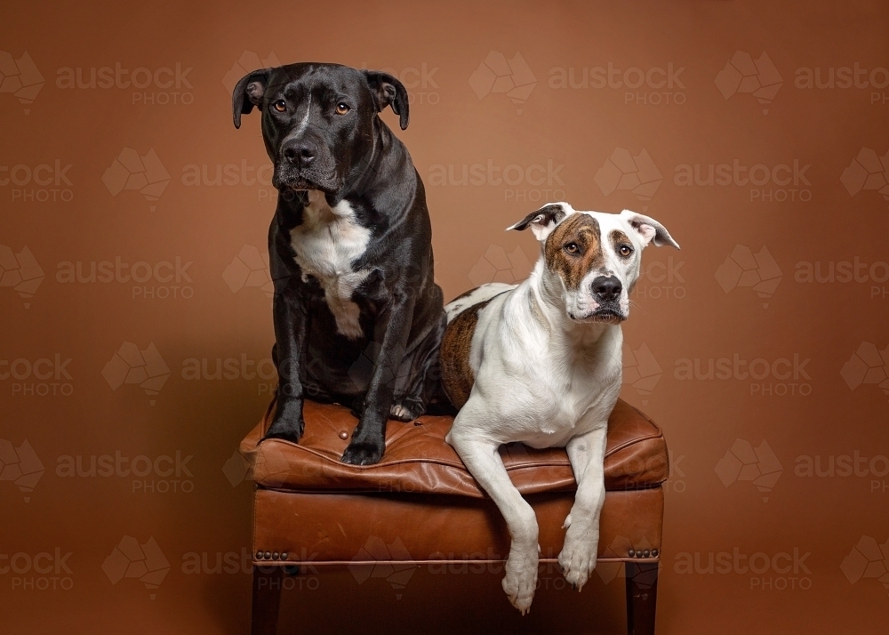two dogs sitting on a leather ottoman - Australian Stock Image